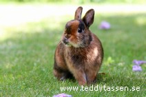 Teddytassens Benji (satin, Musörad)