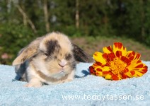 Teddytassens Björna