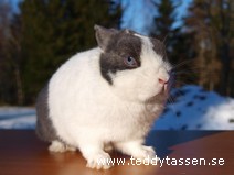 Blåbär