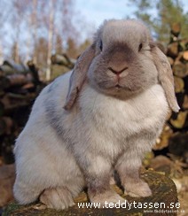 Chiquita