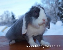 Blåzippans Christmas
