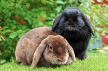 Pancho (rex) (numera Colin Med Frun Lova)