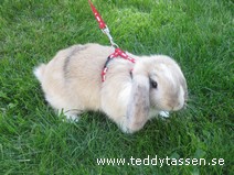 Teddytassens Dynamit