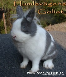 Humlevägens Goliat