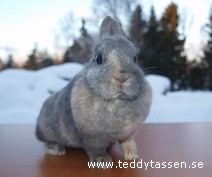 Nygårds Heidi