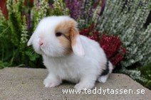 Teddytassens Blunder (satin)