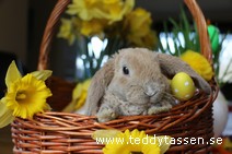 Teddytassens Teddy (rexpälsad)