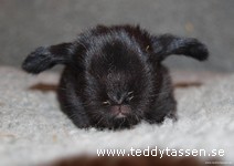 Teddytassens Jonna
