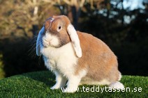 Teddytassens Loretta