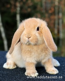 Lajban