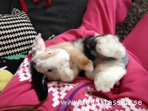 Teddytassens Lambert (musse) (satin)