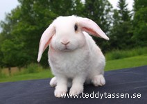 Larry (rexpälsad)