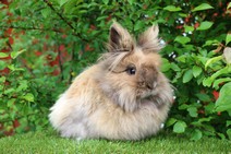 Lilja (dubbelmanad)