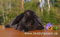 Lasse