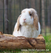 Ludde