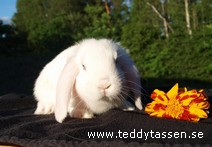 Ludde