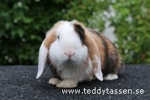 Lufsen (satin)