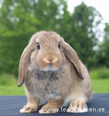 Lufsen