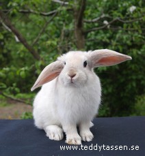 Långbenn