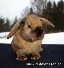 Marabou