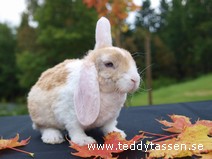 Maximus (rexpälsad)