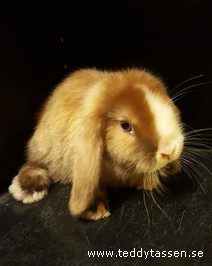 Teddytassens Mexicana