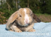 Teddytassens Mulle