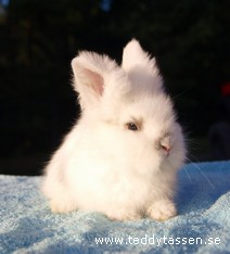 Mumien