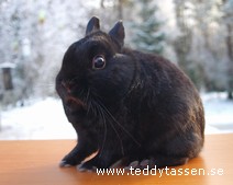 Nygårds Musse