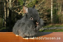 Nalle