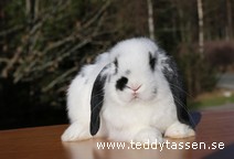 Nisse