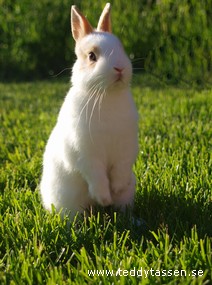 Nisse