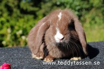 Paddy