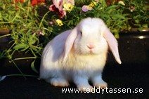 Pandra (satin)