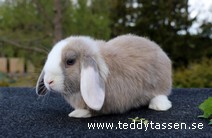 Petter