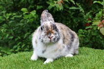 Teddytassens Piper (musörad)