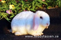 Pusse (satinrex)