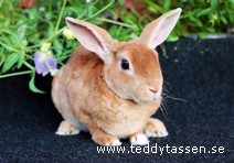 Pytte (rexpälsad)