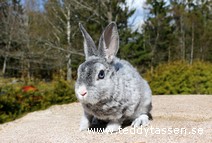 Pärlan (rexpälsad)