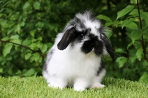 Ragge (enkelmanad)