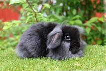 Ragnar (enkelmanad)