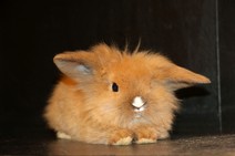 Ralph (dubbelmanad)