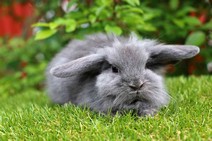 Ralphie (dubbelmanad)