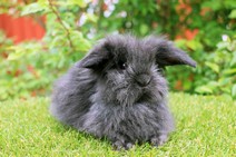 Rockie (dubbelmanad)