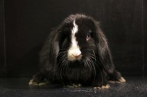 Roger
