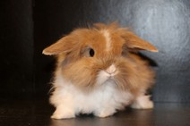 Rufus (dubbelmanad)