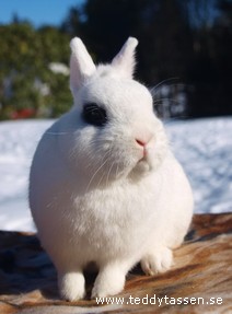 Runar