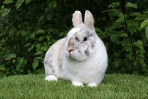 Snobben