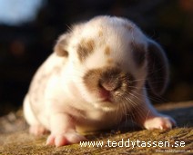 Teddytassens Amadeuss