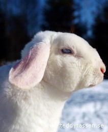 Jonaflax Starflower